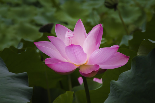 粉色荷花特写