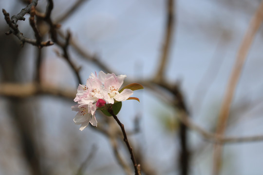 春天的花