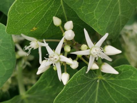 鹅绒藤花