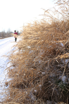 雪地金色的芦苇