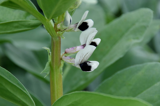 蚕豆花