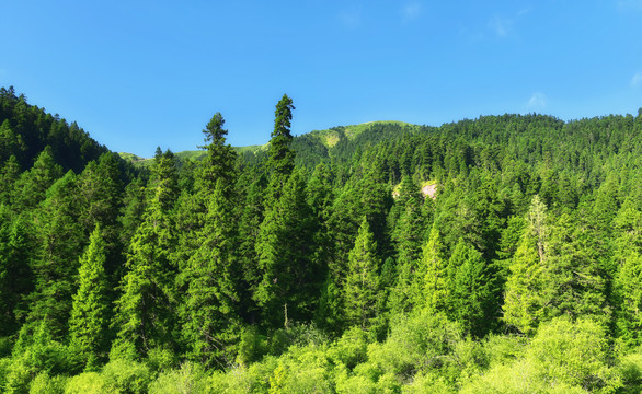 高山云杉