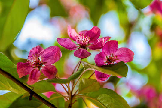 蔷薇科植物垂丝海棠花