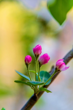 蔷薇科植物西府海棠花蕾