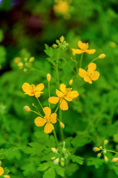 田野间开放的野花白屈菜花