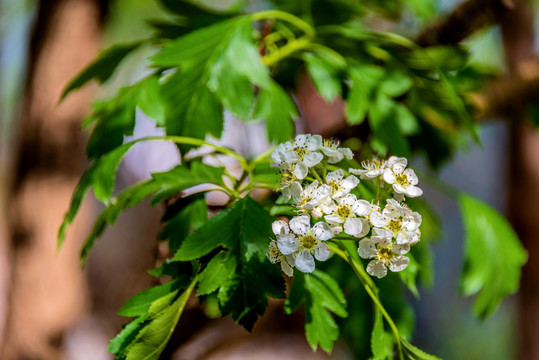 蔷薇科植物山楂花