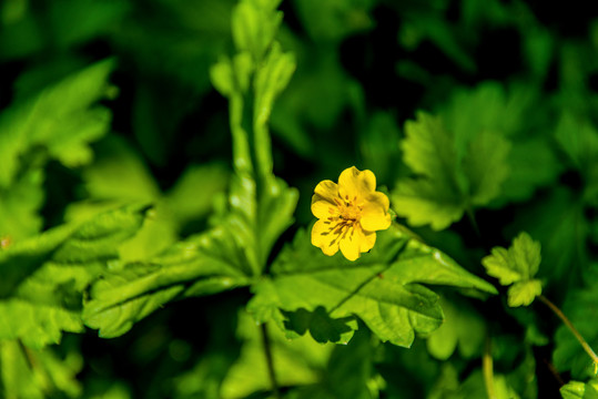 蔷薇科植物委陵菜