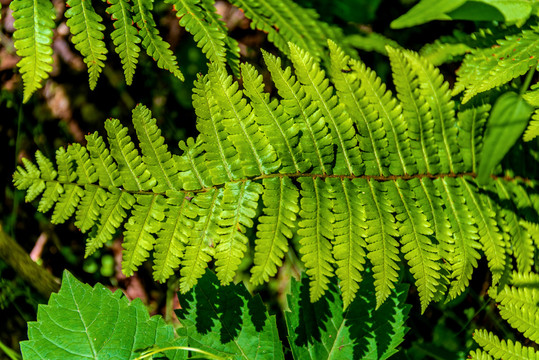 蕨类植物粗茎鳞毛蕨