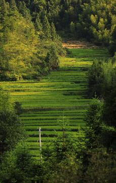 美丽乡村稻田