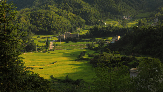 美丽乡村稻田