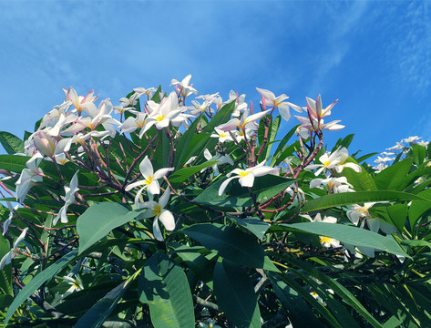 鸡蛋花树