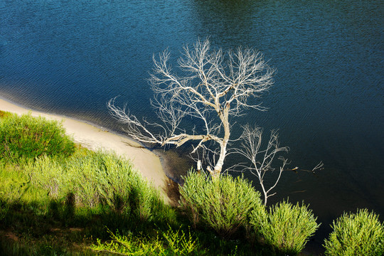 水边的白杨树