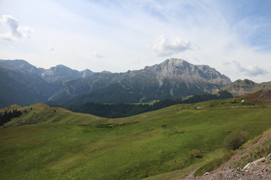 高山丛林草地