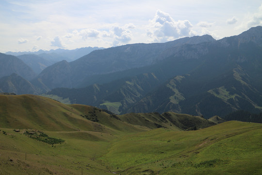 高山丛林草地