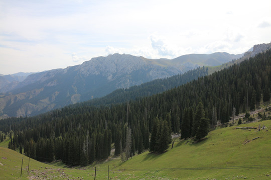 高山丛林草地