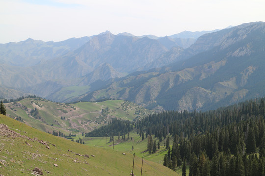 高山丛林草地