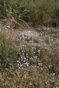 山花