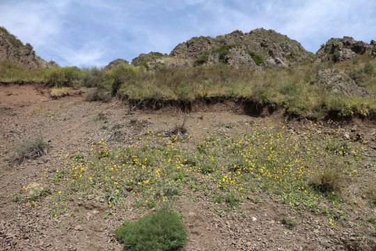 山坡山花