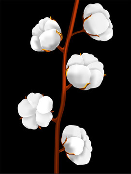 棉花插畫