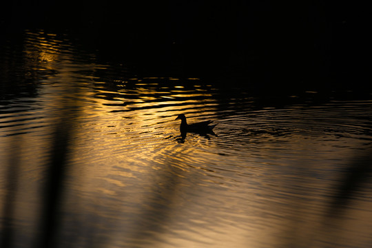 夕阳水鸟