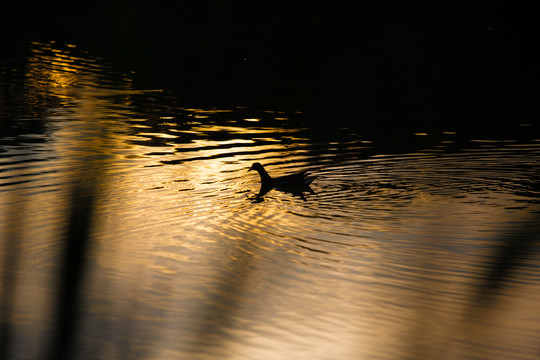 夕阳小景