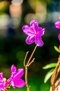 木兰纲植物丁香杜鹃花