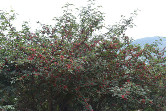 花椒树