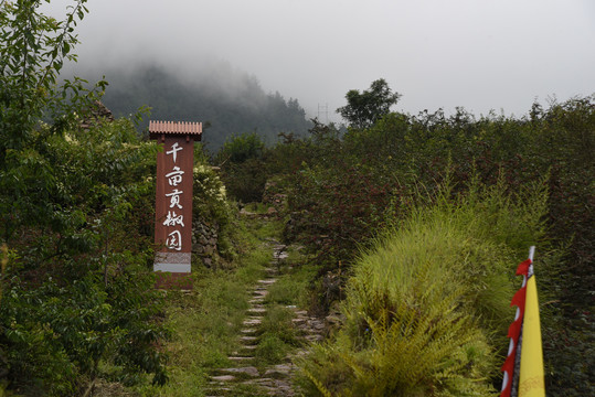 汉源花椒基地