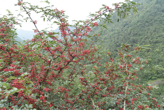 花椒