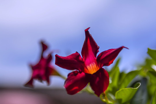 特写蓝天下的飘香花