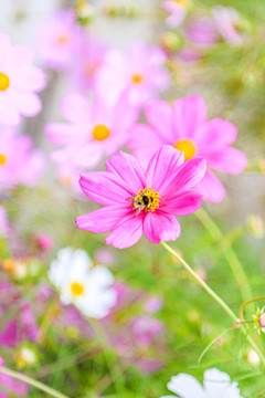 格桑花