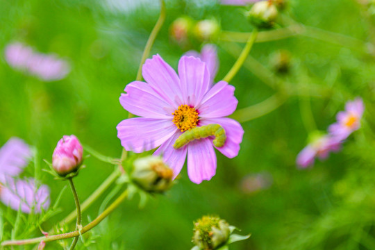 格桑花