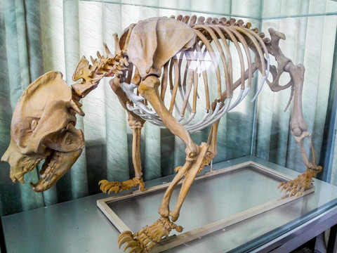 大熊猫骨骼