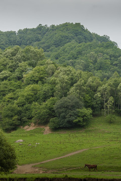 陕西关山牧场风光