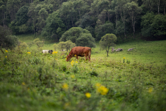 草原上一直吃草的黄牛