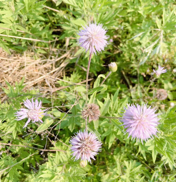 麻花头鲜花