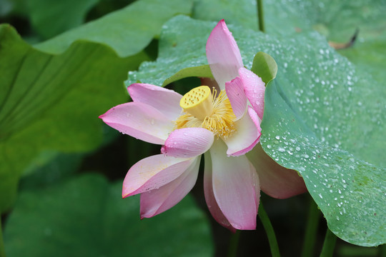 特写荷花