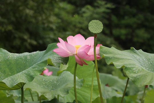 荷花