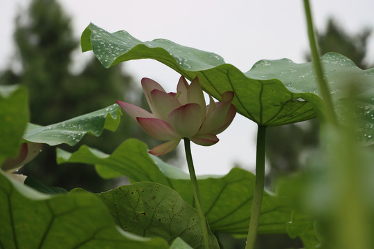 荷花荷叶