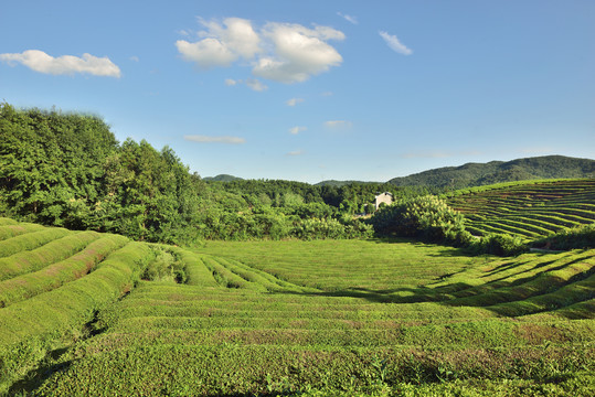 茶园风光