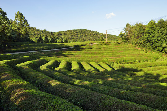 茶园风光