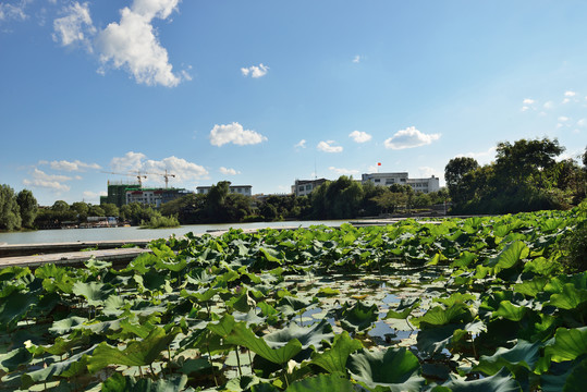 枝城镇西湖公园荷花