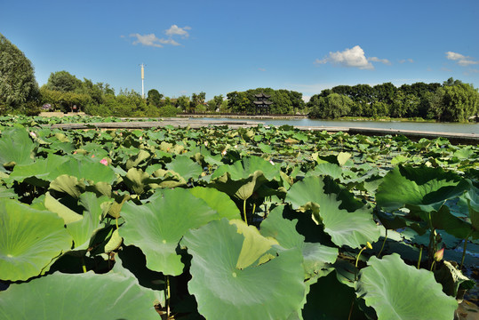 枝城镇西湖公园荷花