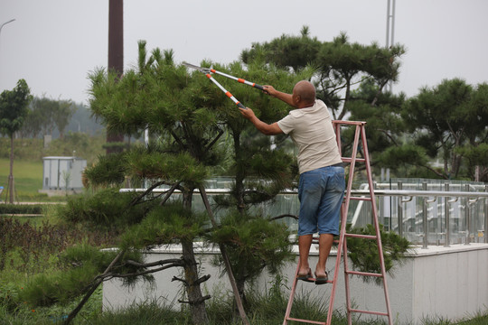 植物修剪工人