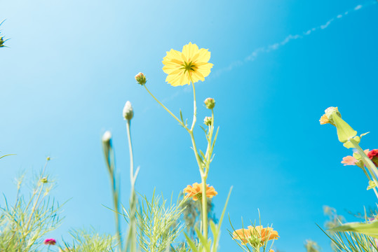 波斯菊