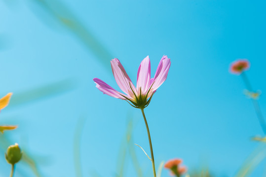 波斯菊