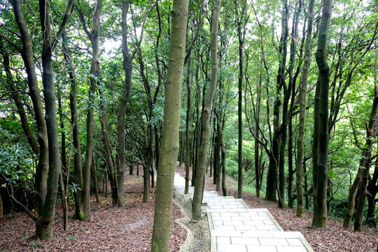 登山步道