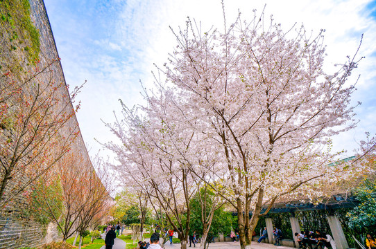 南京古城墙樱花