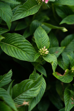 绿色树叶植物