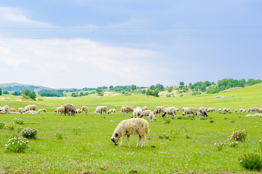 草原牛羊牧区牧场